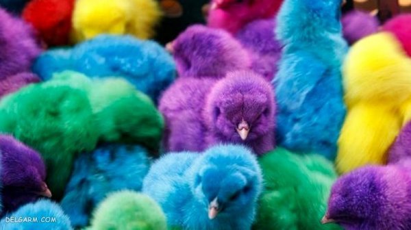  دانلود عکس جوجه