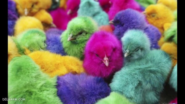  دانلود عکس جوجه