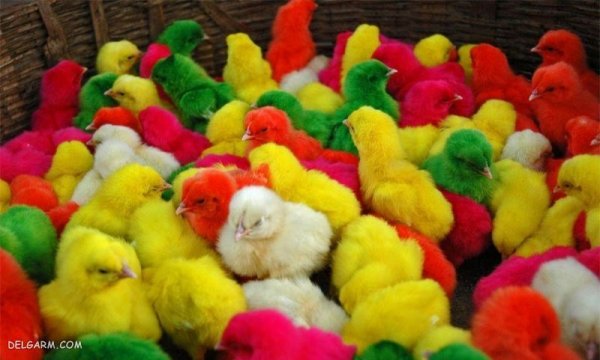  دانلود عکس جوجه