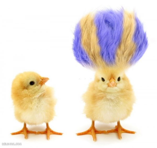  دانلود عکس جوجه