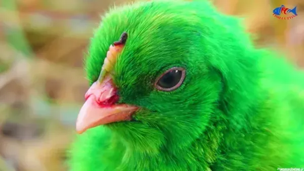 عکس جوجه رنگی برای والپیپر