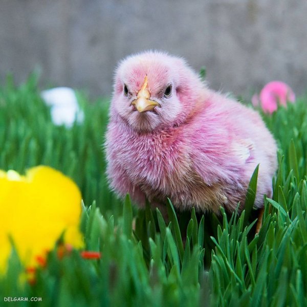 عکس جوجه غمگین