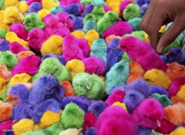 عکس جوجه غمگین