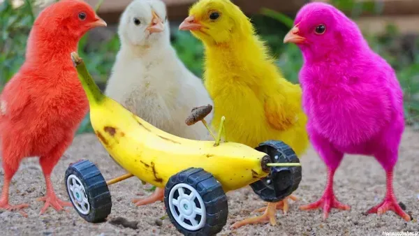 عکس جوجه غمگین