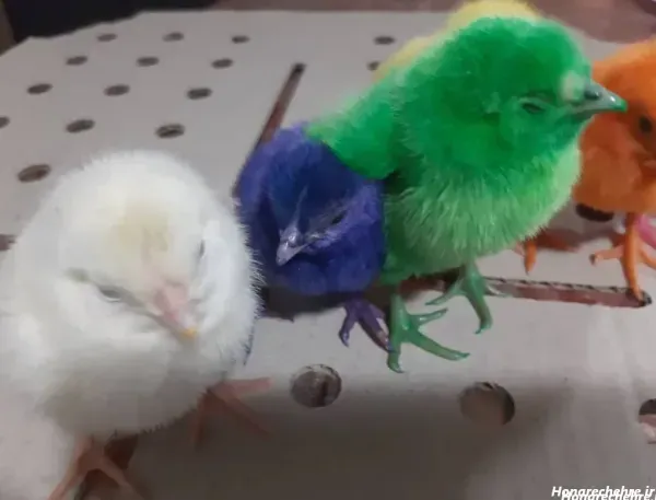 عکس جوجه غمگین