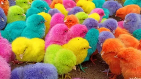 عکس جوجه غمگین