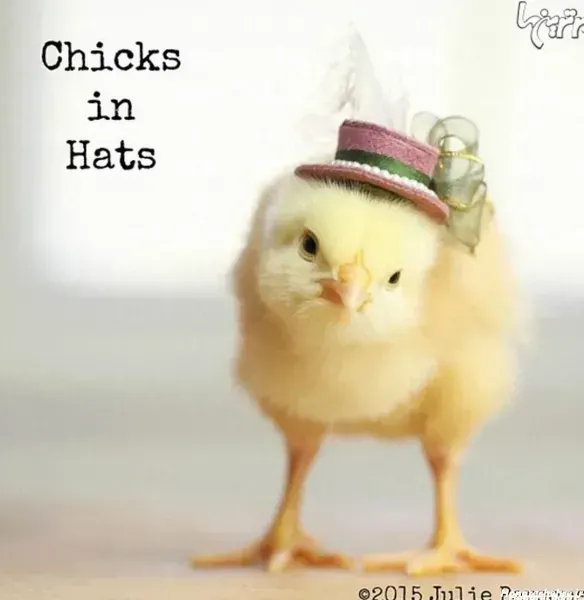 عکس جوجه غمگین