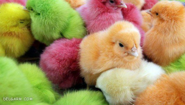 عکس جوجه رنگی برای پروفایل