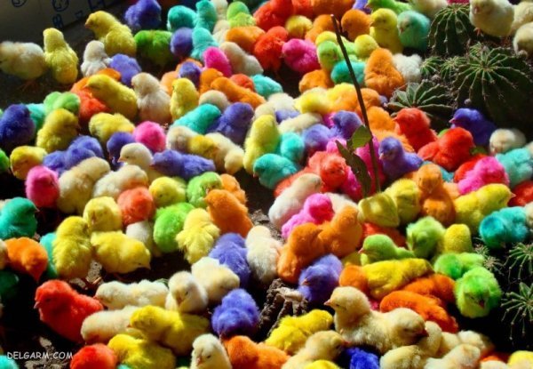 عکس جوجه رنگی برای پروفایل