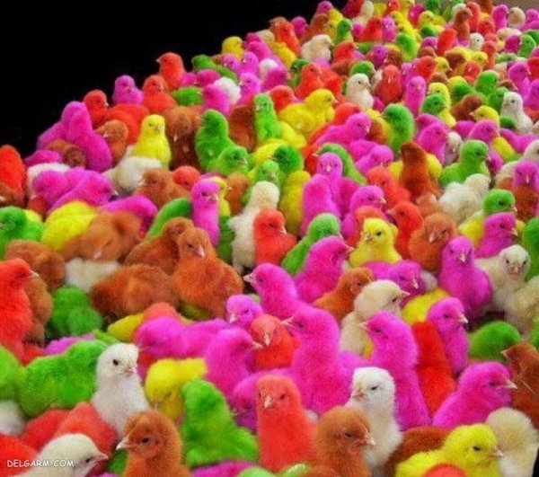 عکس جوجه رنگی برای پروفایل