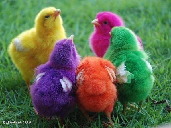 عکس جوجه رنگی برای پروفایل