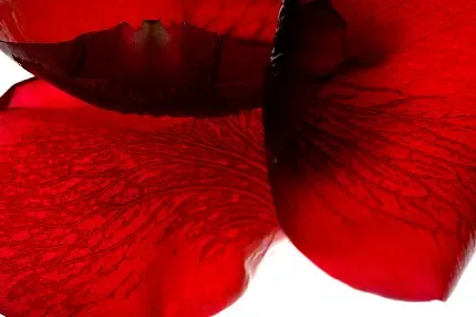  عکس دسته گل رز قرمز برای کادو ولنتاین