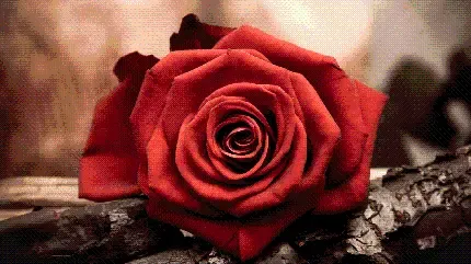  عکس دسته گل رز قرمز برای کادو ولنتاین