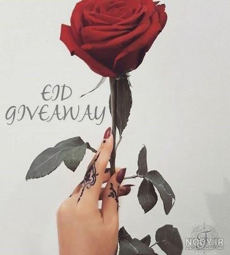 عکس گل رز قرمز مخملی