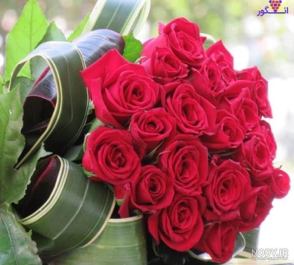 عکس گل رز قرمز مخملی