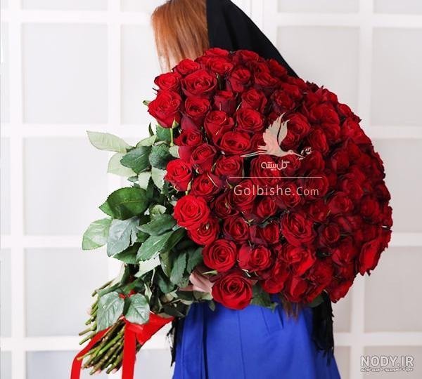 عکس گل رز قرمز مخملی