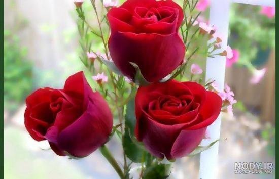 عکس گل رز قرمز مخملی