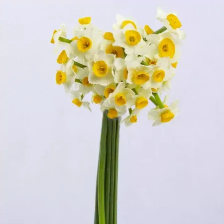 عکس گل طبیعی برای سالگرد ازدواج