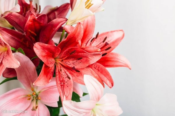  عکس گل لیلیوم برای تصویر زمینه