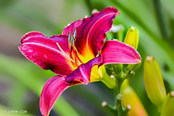  عکس گل لیلیوم برای تصویر زمینه