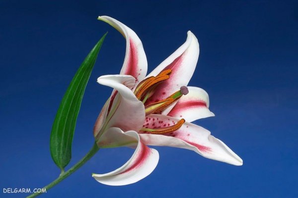  عکس گل لیلیوم برای تصویر زمینه