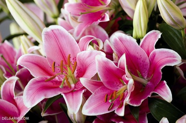  عکس گل لیلیوم برای تصویر زمینه