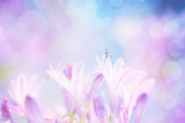  عکس گل لیلیوم برای تصویر زمینه