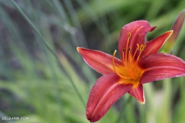  عکس گل لیلیوم برای تصویر زمینه