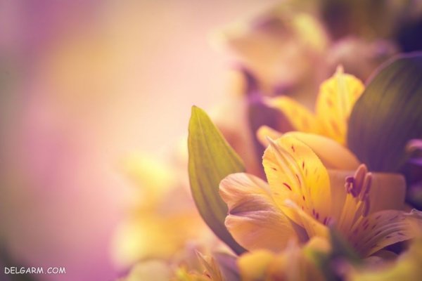  عکس گل لیلیوم برای تصویر زمینه