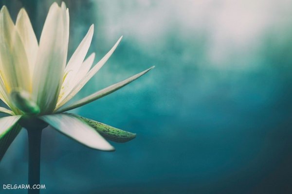 عکس گل لیلیوم برای پروفایل