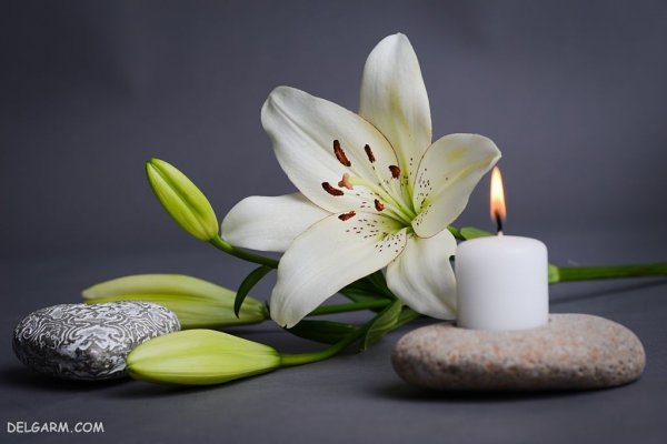  عکس گل لیلیوم برای پروفایل