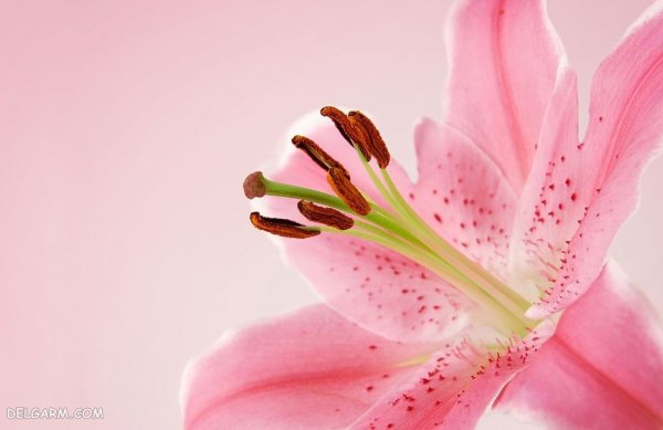  عکس گل لیلیوم برای پروفایل