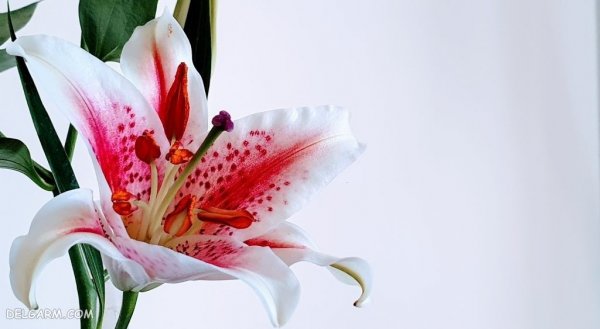  عکس گل لیلیوم برای پروفایل