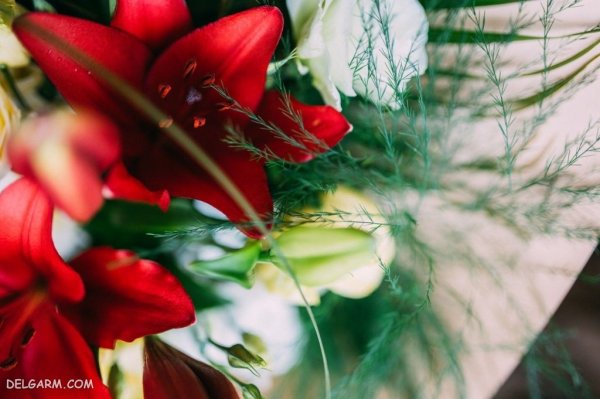  عکس گل لیلیوم برای پروفایل