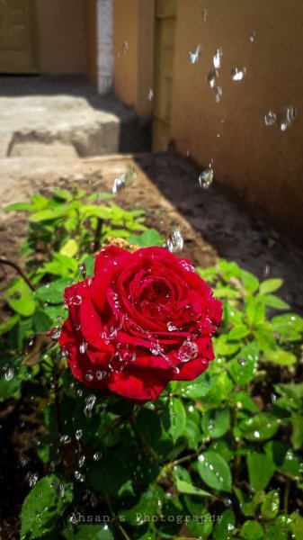  عکس گل رز برای پروفایل