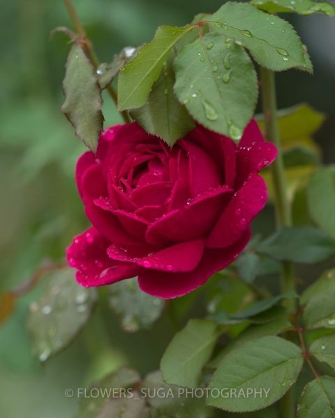  عکس گل رز برای پروفایل