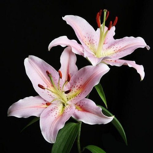  عکس گل سوسن برای والپیپر گوشی