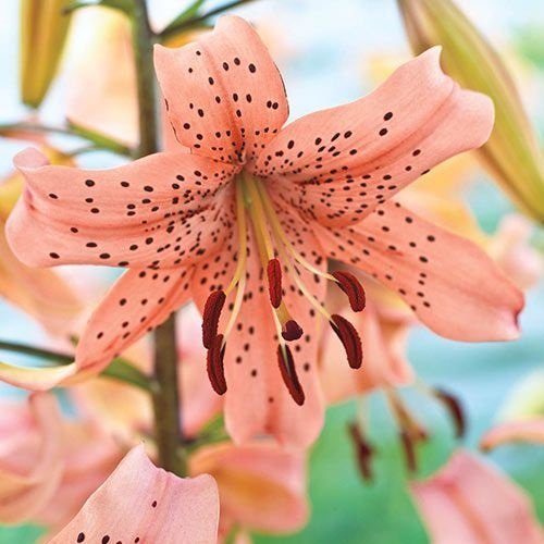  عکس گل سوسن برای والپیپر گوشی