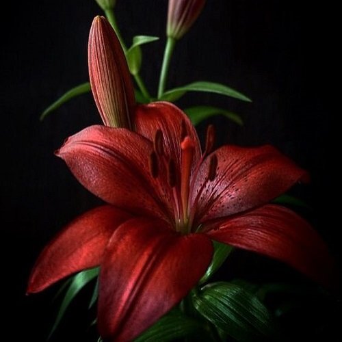  عکس گل سوسن برای والپیپر گوشی