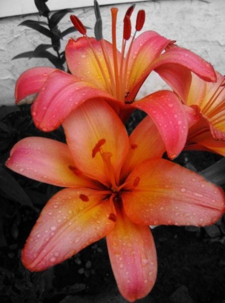  عکس گل سوسن برای والپیپر گوشی