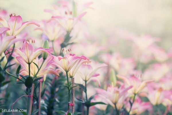  عکس گل اورینتال برای والپیپر گوشی