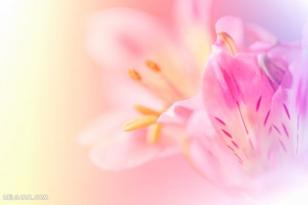  عکس گل اورینتال برای والپیپر گوشی