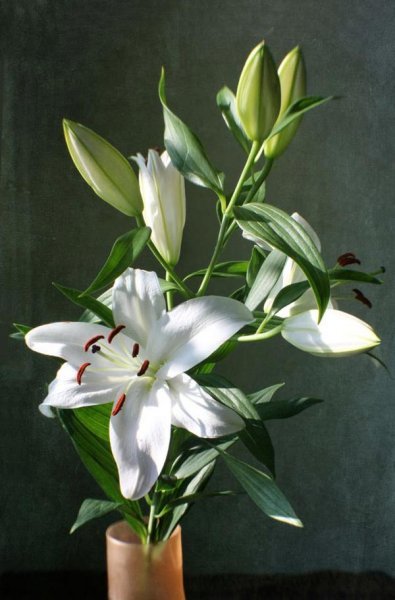  عکس گل سوسن (لیلیوم) با کیفیت بالا