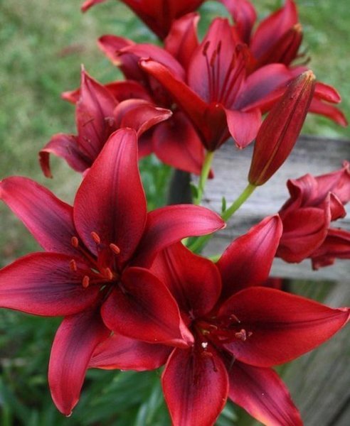  عکس گل سوسن (لیلیوم) با کیفیت بالا