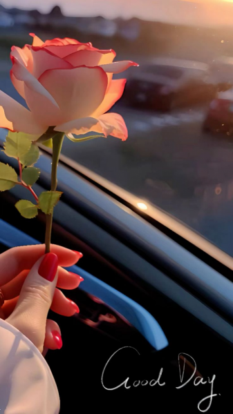 عکس گل برای پروفایل با کیفیت بالا