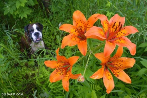  عکس گل لیلیوم برای استوری