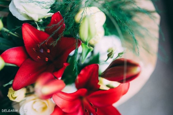  عکس گل لیلیوم برای استوری