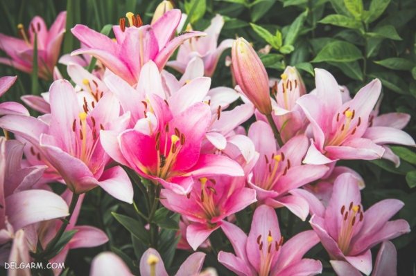  عکس گل لیلیوم برای استوری