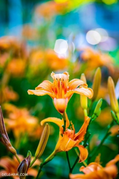  عکس گل لیلیوم برای استوری