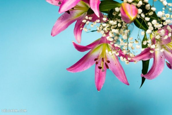  عکس گل لیلیوم برای استوری